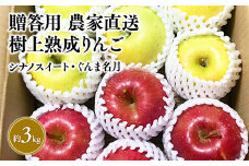 【10～11月発送】贈答用 農家直送 樹上熟成りんご シナノスイート・ぐんま名月 約3kg【平川市産・青森りんご】