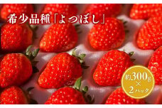 青森県産 いちご よつぼし 約300g×2パック (平詰め)【青森県 平川市 しあわせj-Farm】いちご イチゴ 苺 くだもの 果物 フルーツ 希少品種 希少 