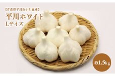 2025年産　出荷予定：7月下旬～2/28【青森県平川市小和森産】平川ホワイト Lサイズ 約1.5kg ホワイト六片種 ホワイト6片種 にんにく ニンニク ガーリック 青森県 平川市 小和森産 小山内組 野菜 白にんにく 白ニンニク 平川市産 