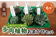 多肉植物 エケベリア属おまかせ ６種セット 【白峯園】 観葉植物 趣味 園芸 インテリア  シャーリング ビアント シエラ 多肉 植物 F21J-035