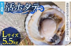 むつ湾で獲れた活ホタテ Lサイズ 約5.5kg【活ほたて本舗】 ホタテ ほたて 帆立 活ホタテ 生ほたて 生ホタテ 刺身 殻付き 海鮮 新鮮 貝 貝柱 魚介 青森 青森県 東北 むつ湾 陸奥湾 海鮮 BBQ バーベキュー キャンプ F21J-084