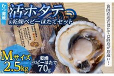 むつ湾で獲れた活ホタテ Mサイズ 約2.5kg ＋ 天日干し帆立っ子 70gセット【活ほたて本舗】 ホタテ ほたて 帆立 活ホタテ 生ほたて 生ホタテ 刺身 殻付き 海鮮 新鮮 貝 貝柱 天日干し ベビーホタテ おつまみ 酒の肴 魚介 青森 青森県 東北 むつ湾 陸奥湾 BBQ バーベキュー キャンプ F21J-092