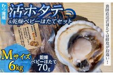 むつ湾で獲れた活ホタテ Mサイズ 約6.0kg ＋ 天日干し帆立っ子 70gセット【活ほたて本舗】 ホタテ ほたて 帆立 活ホタテ 生ほたて 生ホタテ 刺身 殻付き 海鮮 新鮮 貝 貝柱 天日干し ベビーホタテ おつまみ 酒の肴 魚介 青森 青森県 東北 むつ湾 陸奥湾 BBQ バーベキュー キャンプ 6kg F21J-094