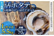 むつ湾で獲れた活ホタテ Lサイズ 約5.5kg ＋ 天日干し帆立っ子 70gセット【活ほたて本舗】 ホタテ ほたて 帆立 活ホタテ 生ほたて 生ホタテ 刺身 殻付き 海鮮 新鮮 貝 貝柱 天日干し ベビーホタテ おつまみ 酒の肴 魚介 青森 青森県 東北 むつ湾 陸奥湾 BBQ バーベキュー キャンプ F21J-097
