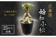 姫紅小松 25年生前後 【白峯園】 塊根植物 トリコディアデマ バルボサム Trichodiadema bulbosum 観葉植物盆栽 観葉 植物 コーデックス メセン インテリア F21J-115