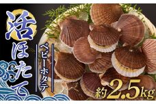 生きたまま送る 活ほたて（ベビーホタテ） 約2.5kg 【太平丸】 ホタテ ほたて 帆立 活ホタテ 生ほたて 生ホタテ 刺身 半成貝 貝柱 海鮮 新鮮 殻付き 魚介 青森 東北 陸奥湾 1年貝 BBQ バーベキュー キャンプ  F21J-215
