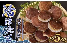 生きたまま送る 活ほたて（ベビーホタテ） 約5kg 【太平丸】 ホタテ ほたて 帆立 活ホタテ 生ほたて 生ホタテ 刺身 半成貝 貝柱 海鮮 新鮮 殻付き 魚介 青森 東北 陸奥湾 1年貝 BBQ バーベキュー キャンプ F21J-223