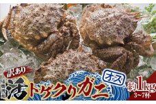 《訳あり》青森県 陸奥湾産 活トゲクリガニ(オス) 約1kg (3～7杯) 【琉宝丸】 漁師直送 かに カニ 蟹 魚介 青森 青森県 平内町 東北 むつ湾 F21J-235
