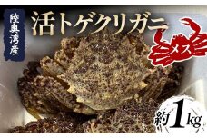 陸奥湾産 活トゲクリガニ (メス) 約1kg (5～10杯) 【飛佳丸】 漁師直送 かに カニ 蟹 魚介 青森 青森県 東北 むつ湾 F21J-251