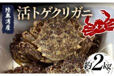 陸奥湾産 活トゲクリガニ (メス) 約2kg (10～20杯) 【飛佳丸】漁師直送 かに カニ 蟹 魚介 青森 青森県 東北 むつ湾 F21J-252