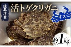 陸奥湾産 活トゲクリガニ (オス) 約1kg (4～6杯) 【飛佳丸】 漁師直送 かに カニ 蟹 魚介 青森 青森県 東北 むつ湾 F21J-253