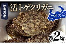 陸奥湾産 活トゲクリガニ (オス) 約2kg (6～12杯) 【飛佳丸】 漁師直送 かに カニ 蟹 魚介 青森 青森県 東北 むつ湾 F21J-254