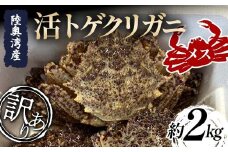 ≪訳あり≫ 陸奥湾産 活トゲクリガニ (メス) 約2kg (10～20杯) 【飛佳丸】 漁師直送 かに カニ 蟹 魚介 青森 青森県 東北 むつ湾 F21J-256