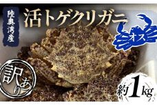 ≪訳あり≫ 陸奥湾産 活トゲクリガニ (オス) 約1kg (4～6杯) 【飛佳丸】 漁師直送 かに カニ 蟹 魚介 青森 青森県 東北 むつ湾 F21J-257