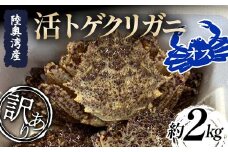 ≪訳あり≫ 陸奥湾産 活トゲクリガニ (オス) 約2kg (8～12杯) 【飛佳丸】 漁師直送 かに カニ 蟹 魚介 青森 青森県 東北 むつ湾 F21J-258