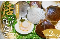 陸奥湾産 活ベビーほたて 約2kg 【飛佳丸】 ホタテ ほたて 帆立 活ホタテ 海鮮 貝 貝柱 魚介 青森県 平内町 東北 むつ湾 F21J-261