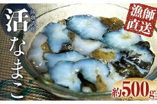 活なまこ 約500g (3～5本) ※生食可 【琉宝丸】 漁師直送 なまこ ナマコ 海鼠 魚介 青森県 平内町 東北 陸奥湾 むつ湾 F21J-241