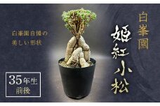 姫紅小松 35年生前後 【白峯園】 塊根植物 トリコディアデマ バルボサム Trichodiadema bulbosum 観葉植物盆栽 観葉 植物 コーデックス メセン インテリア F21J-271