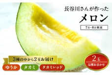 【先行予約2025年産】長谷川さんが作ったメロン2個（品種おまかせ） 7月～8月発送　青森県鰺ヶ沢町産