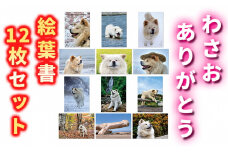 わさお ありがとう 絵葉書12枚セット