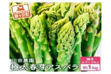 先行予約 岩木山高原 極太 アスパラガス 約1kg 2L以上 5月6月発送 アスパラ 野菜 旬の野菜 産地直送 季節の野菜 春野菜 青森 青森県 鰺ヶ沢町