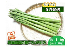 先行予約 川田農園 アスパラガス 約1kg L～2L 厳選 5月6月発送 アスパラ 野菜 旬の野菜 産地直送 季節の野菜 春野菜 青森 青森県 鰺ヶ沢町