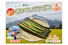 アスパラガス 先行予約 春アスパラガス 約1.5kg S～2L 訳あり 不揃い マコト農園 規格外 アスパラ グリーンアスパラ 野菜 春 旬 旬の野菜 産地直送 2025年 2025 予約 青森 冷蔵配送 5月発送