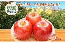 【9月発送】家庭用 つがる 約5kg【西目屋村産・青森りんご】 りんご 林檎 リンゴ 果物 フルーツ くだもの 旬 青森県産 お取り寄せ 詰め合わせ セット 常温 産地直送 送料無料 青森県 西目屋村