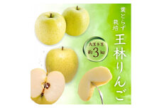 [先行受付] 青森県産 王林 大玉  約3kg(6～8玉) ご家庭用 青森りんご【1095478】