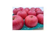サンふじ 贈答品 約5kg(14～20個)【1240459】
