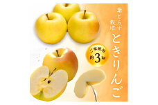 [先行受付] 青森県産 とき ご家庭用 約3kg 青森りんご【1147284】
