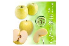 [先行受付] 青森県産 王林  約3kg ご家庭用 青森りんご【1285118】