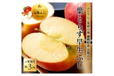 [先行受付] ふじ発祥地 葉とらず早生ふじ 約3kg 訳ありりんご 青森林檎【1285018】