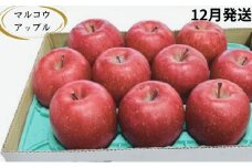 【12月発送】訳あり 家庭用 濃厚サンふじ 約3kg 糖度13度以上【青森りんご・マルコウアップル】