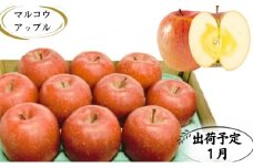 【1月発送】訳あり 家庭用 蜜入りサンふじ 約3kg【青森りんご・マルコウアップル】