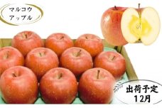【12月発送】訳あり 家庭用 蜜入りサンふじ 約3kg【青森りんご・マルコウアップル】