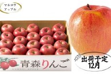 【12月発送】 家庭用濃厚サンふじ約5kg　糖度13度以上【訳あり】青森津軽りんご