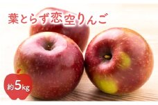 葉とらず恋空りんご 　約5kg　りんご リンゴ 林檎 夏りんご 夏リンゴ 夏林檎 フルーツ くだもの 果物 青森県 板柳町