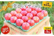 【 1月発送 】糖度13度以上 訳あり品 家庭用 葉とらず サンふじ 約 5kg 【 青森りんご 】 果物 フルーツ 食後 デザート 青森県産 産地直送