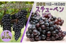 [№5554-0143]11～12月 津軽ぶどう村 特秀 スチューベン ぶどう 約 1.5kg 糖度18度以上【 青森ぶどう 青森県鶴田町産 11月 12月 果物 フルーツ 高糖度 ギフト 贈答用 ポリフェノール 】 