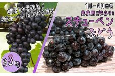 [№5554-0146]1～2月 津軽ぶどう村 秀品 スチューベン ぶどう 約 3kg  訳あり 家庭用 【 青森ぶどう 青森県鶴田町産 11月 12月 果物 フルーツ ポリフェノール 甘い 高糖度 美味しい 