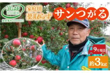 [№5554-0269]9月発送 家庭用 葉取らず サンつがる 約 3kg【 訳あり 】鶴翔りんごGAP部会 青森県産 津軽産 リンゴ 林檎 つがる 果物類 フルーツ