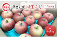 [№5554-0283]10月発送 家庭用 訳あり 早生ふじ 約 5kg りんご リンゴ 林檎 果物 フルーツ わけあり 青森