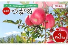 [№5554-0275]【 9月発送 】 家庭用 つがる 約 3kg 【 青森県鶴田町産 りんご 青森りんご 】果物類 フルーツ 林檎 リンゴ 鶴田町 青森県 おやつ デザート