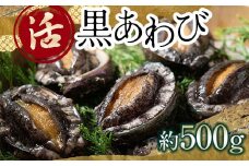 中泊直送 天然 ”活” 黒あわび 約500g 【卓立水産】貝 海鮮 津軽海峡 活鮑 活あわび 活アワビ 黒鮑 黒アワビ アワビ 鮑 天然 産地直送 海産 魚貝 魚介 中泊町 青森 F6N-019