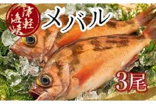 小泊港水揚げ 津軽海峡メバル 姿3尾 ※下処理済み 【卓立水産】魚 海鮮 ウスメバル メバル めばる 津軽海峡 1尾 丸ごと 津軽海峡 高級 海産物 刺身 煮付け 中泊町 青森 F6N-020