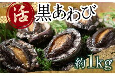 中泊直送 天然 ”活” 黒あわび 約1kg 【卓立水産】貝 海鮮 津軽海峡 活鮑 活あわび 活アワビ 黒鮑 黒アワビ アワビ 鮑 天然 産地直送 海産 魚貝 魚介 中泊町 青森 F6N-026