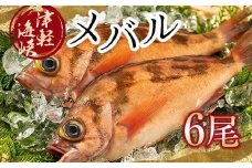 小泊港水揚げ 津軽海峡メバル 姿6尾 ※下処理済み 【卓立水産】魚 海鮮 ウスメバル メバル めばる 津軽海峡 1尾 丸ごと 津軽海峡 高級 海産物 刺身 煮付け 中泊町 青森 F6N-027