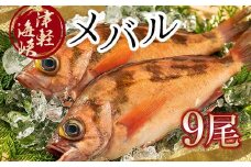 小泊港水揚げ 津軽海峡メバル 姿9尾 ※下処理済み 【卓立水産】魚 海鮮 ウスメバル メバル めばる 津軽海峡 1尾 丸ごと 津軽海峡 高級 海産物 刺身 煮付け 中泊町 青森 F6N-029