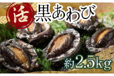 中泊直送 天然 ”活” 黒あわび 約2.5kg 【卓立水産】貝 海鮮 津軽海峡 活鮑 活あわび 活アワビ 黒鮑 黒アワビ アワビ 鮑 天然 産地直送 海産 魚貝 魚介 中泊町 青森 F6N-032